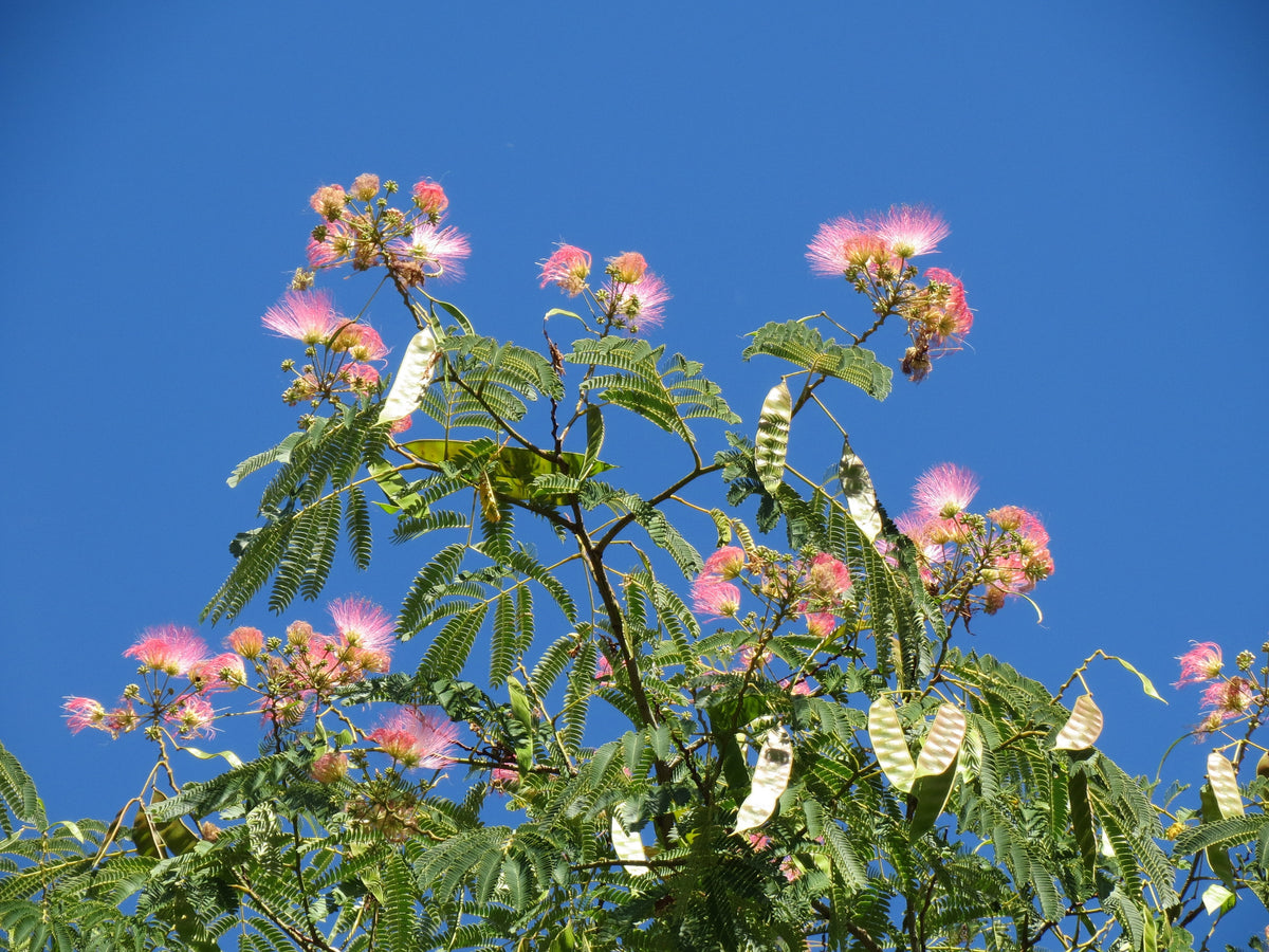 Mimosa Persian Silk Tree (Albizia julibrissin) - Exotic Flowering Tree | Akplants