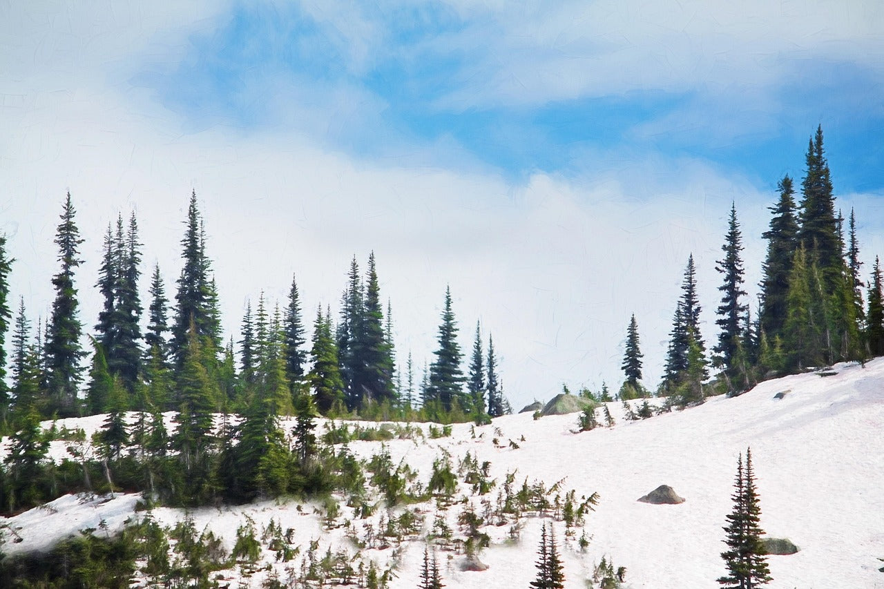 Blue Spruce Tree - Premium Evergreen Sapling | Akplants